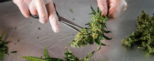 Cannabis medicinal na dermatologia: o que é e como funciona?